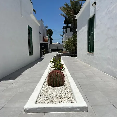 Lanza Palm